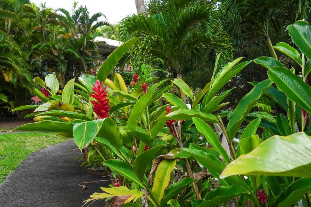 Color Garden - Studio Martinique Sainte-Anne Exteriér fotografie